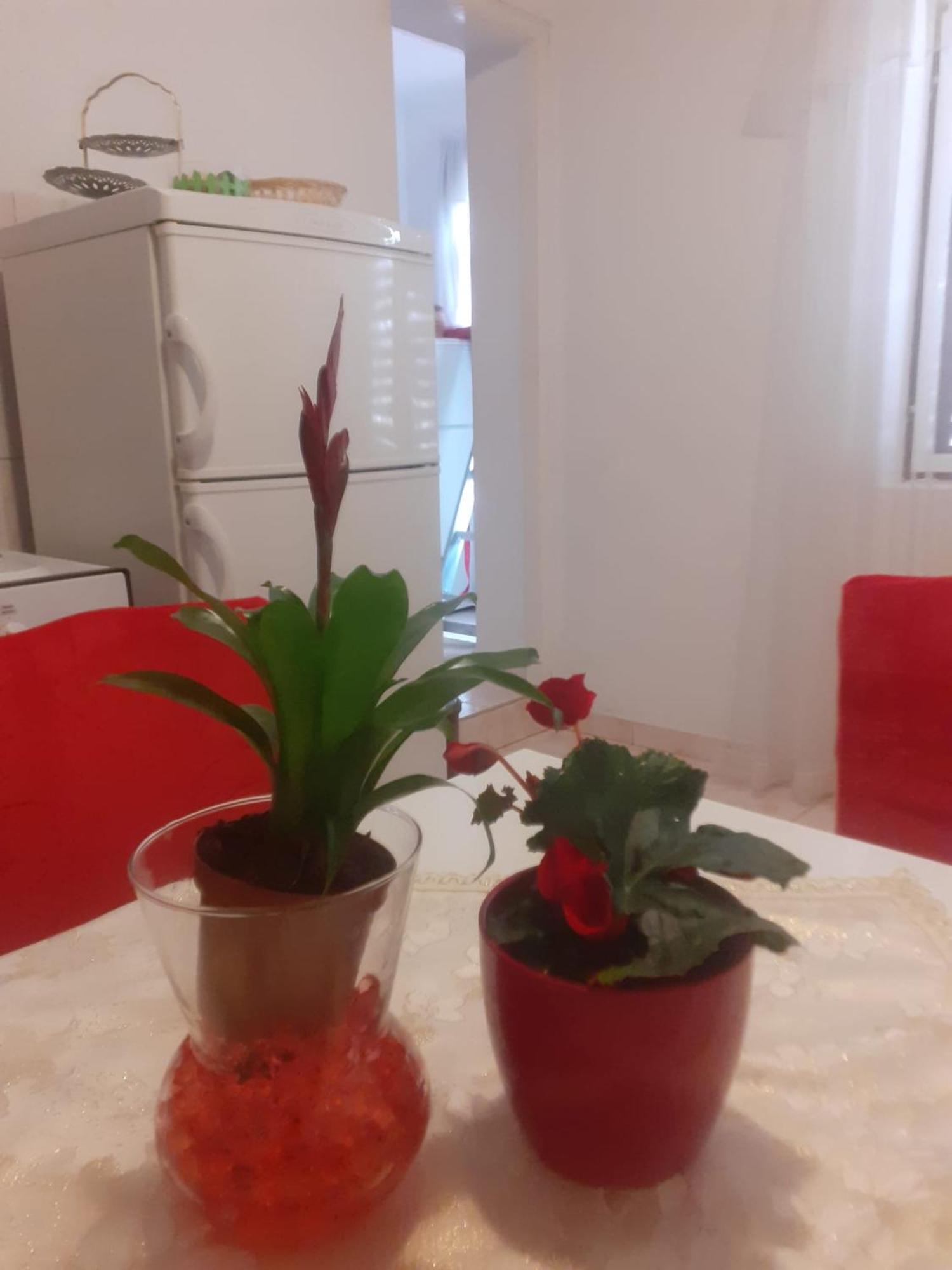 Apartman Sunce Raslina Exterior foto